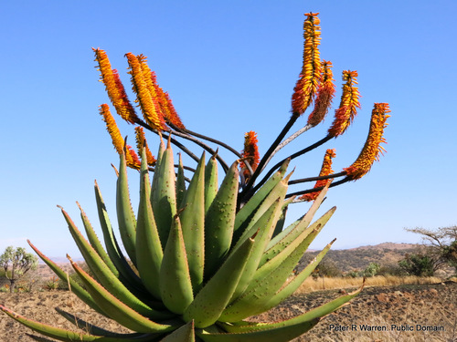 Aloe marlothii (Mountain aloe) — photo