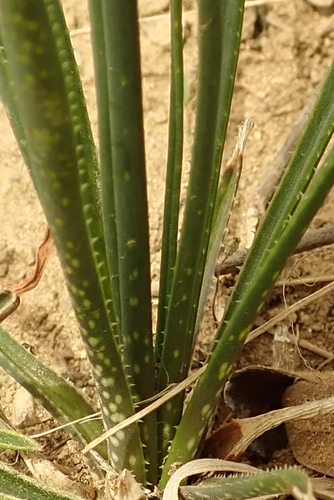Aloe minima (Pink grass aloe) — photo