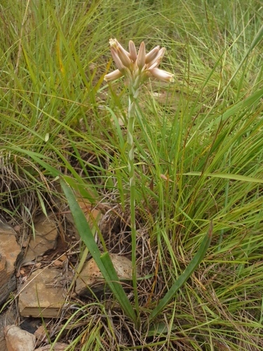 Aloe minima (Pink grass aloe) — photo