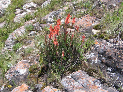 Aloe nuttii — photo