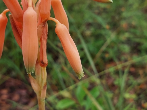 Aloe nuttii — photo