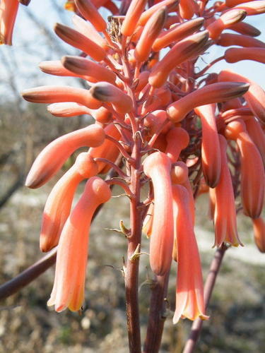 Aloe parvibracteata — photo