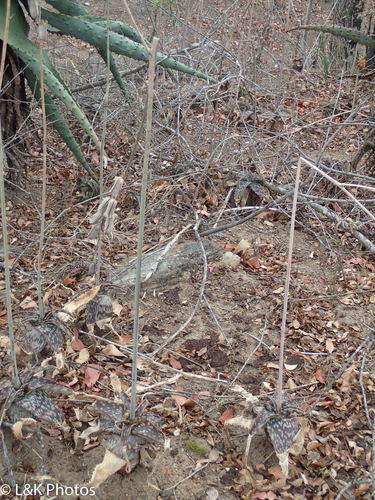 Aloe parvibracteata — photo