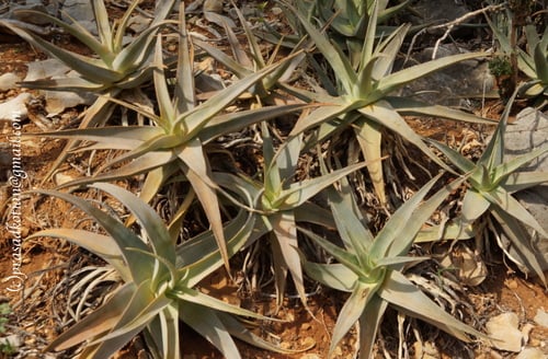 Aloe perryi (Socotrine aloe) — photo