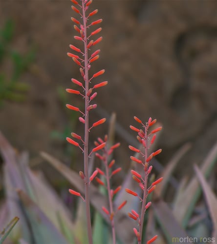 Aloe perryi (Socotrine aloe) — photo