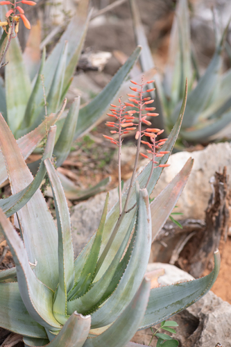 Aloe perryi