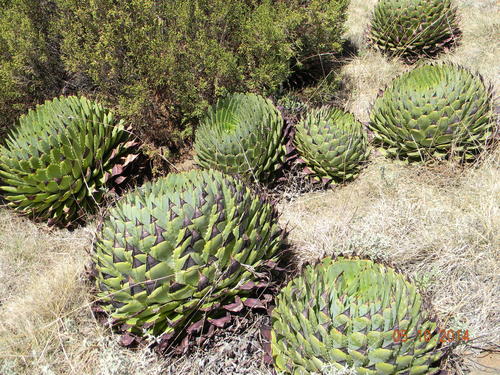 Aloe polyphylla (Spiral aloe) — photo