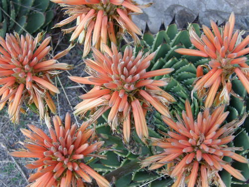 Aloe polyphylla