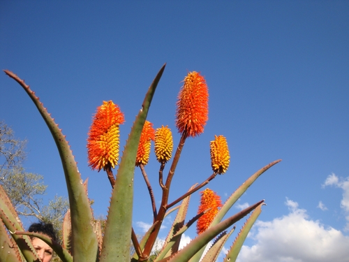 Aloe rupestris — photo