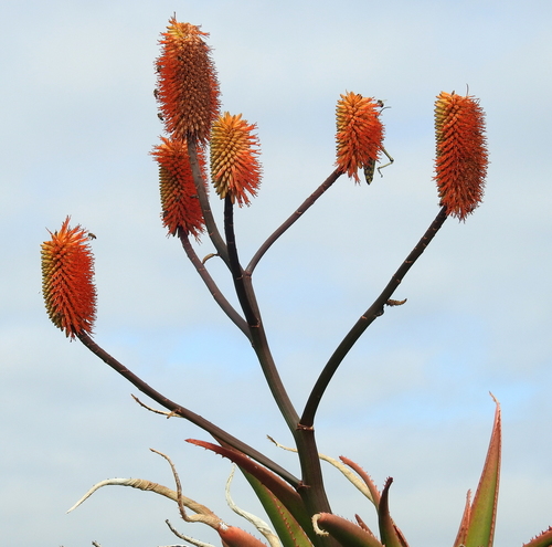 Aloe rupestris — photo
