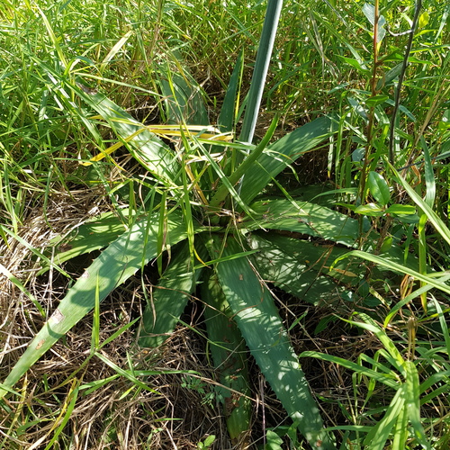 Aloe saponaria (Broad-leaved Aloe) — photo