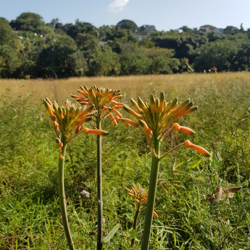 Aloe saponaria (Broad-leaved Aloe) — photo