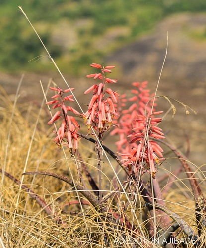 Aloe schweinfurthii — photo