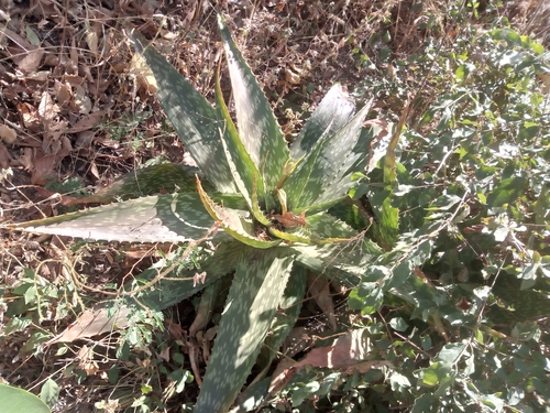 Aloe schweinfurthii — photo