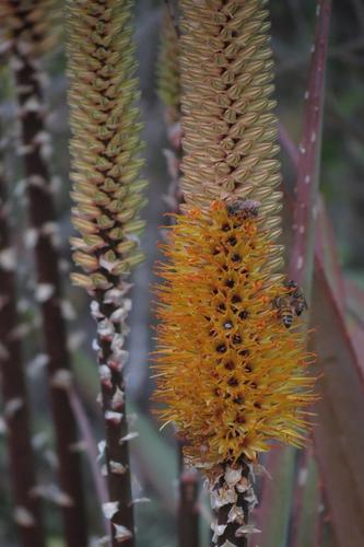 Aloe spicata — photo