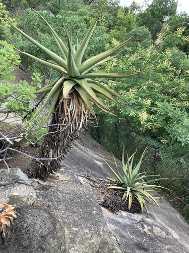 Aloe spicata — photo