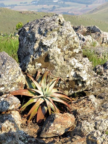Aloe suprafoliata — photo
