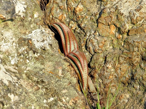 Aloe suprafoliata — photo