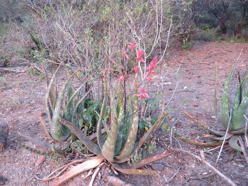 Aloe turkanensis — photo
