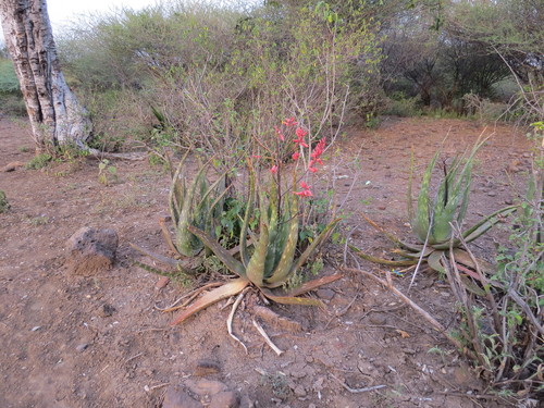 Aloe turkanensis — photo