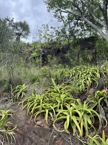 Aloe vanbalenii (Van Balen's aloe) — photo