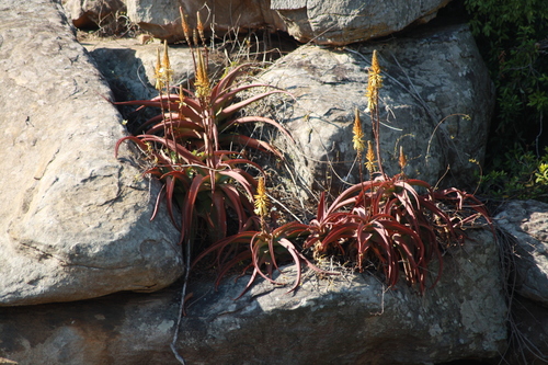 Aloe vanbalenii (Van Balen's aloe) — photo