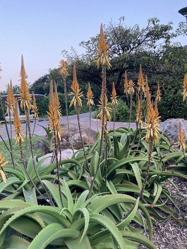 Aloe vanbalenii