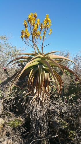 Aloe vaombe (Malagasy tree aloe) — photo