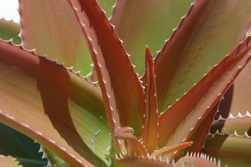 Aloe vaombe (Malagasy tree aloe) — photo