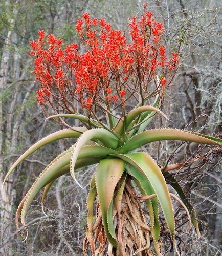 Aloe vaombe