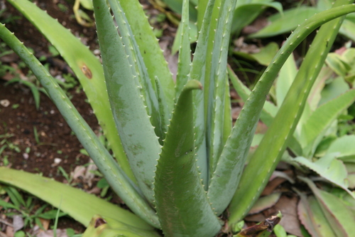 Aloe vera (Barbados aloe) — photo