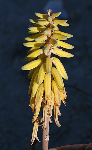 Aloe vera (Barbados aloe) — photo