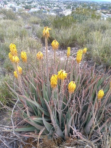 Aloe vera (Barbados aloe) — photo