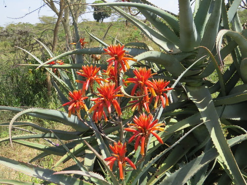 Aloe volkensii — photo