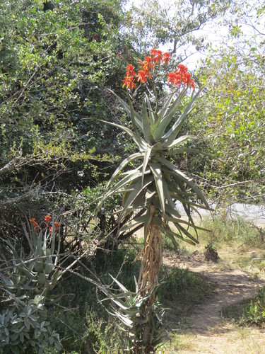 Aloe volkensii