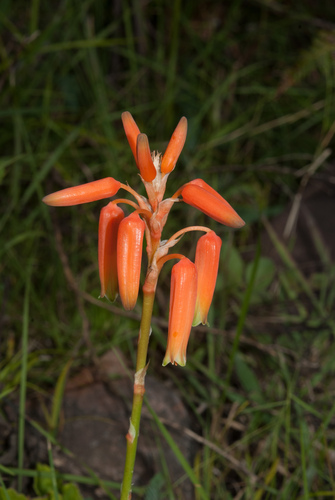 Aloe vossii — photo