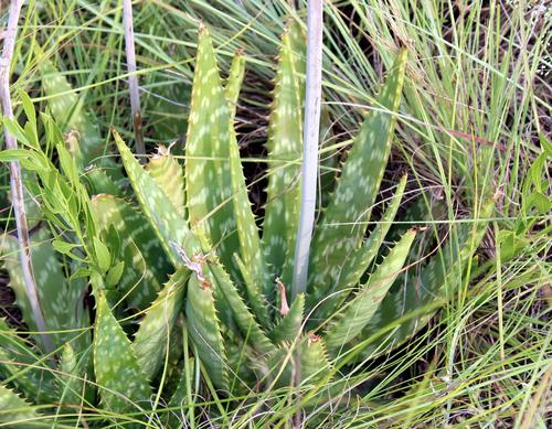 Aloe zebrina (Zebra leaf aloe) — photo