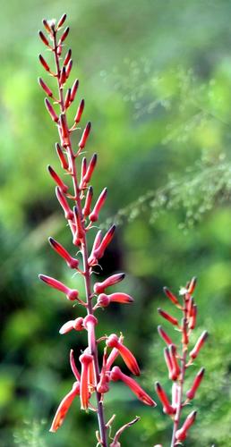 Aloe zebrina (Zebra leaf aloe) — photo