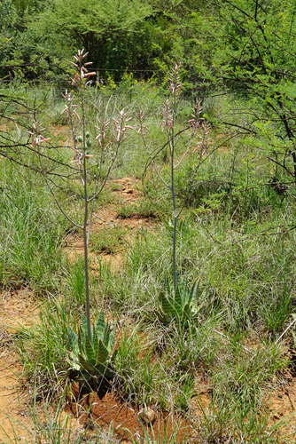 Aloe zebrina