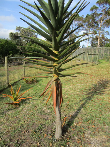 Aloidendron barberae — photo