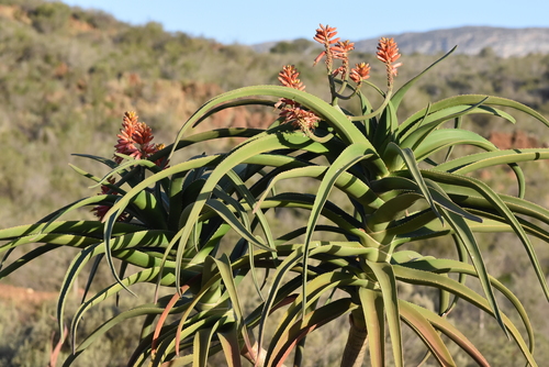 Aloidendron barberae