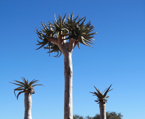 Aloidendron dichotomum — photo