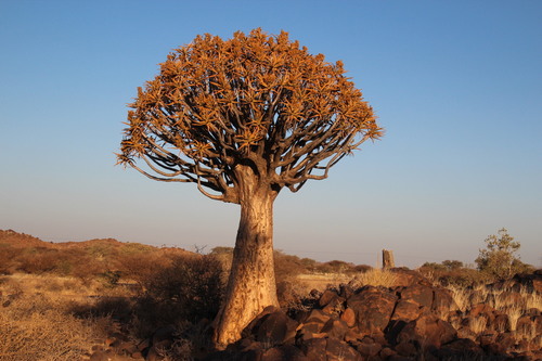 Aloidendron dichotomum