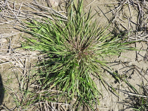 Alopecurus aequalis (Shortawn foxtail) — photo