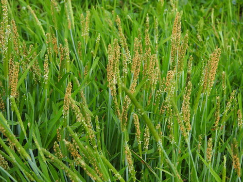 Alopecurus aequalis (Shortawn foxtail) — photo