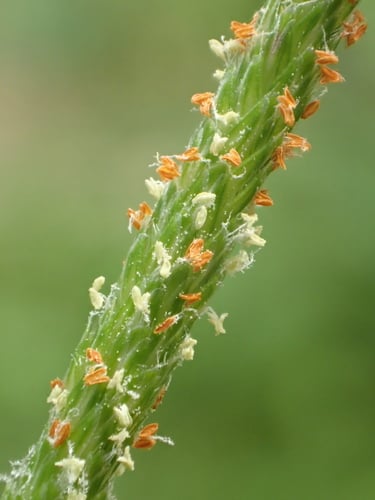 Alopecurus aequalis