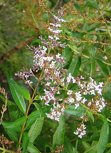 Aloysia citrodora (Lemon-verbena) — photo