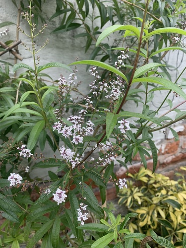 Aloysia citrodora (Lemon-verbena) — photo
