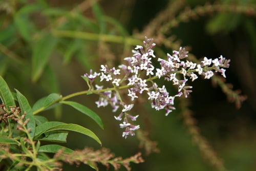 Verbenaceae