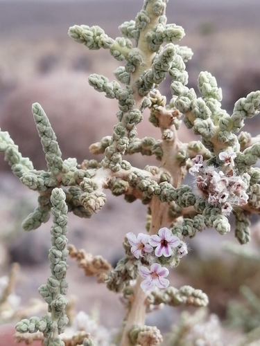 Aloysia deserticola (Rika rika) — photo